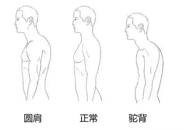 健身美背_明星健身美背动作视频_锻炼美背视频